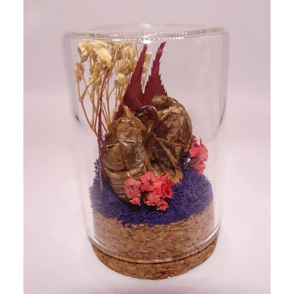 Two Cicada Skins Nut Shell & Dried Flowers Oddity Jar witchy goth taxidermy - Picture 4 of 13